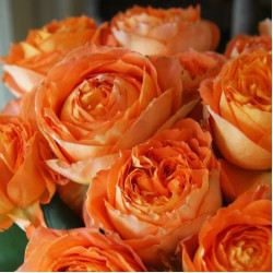 Саджанці троянди Оранж Романтика