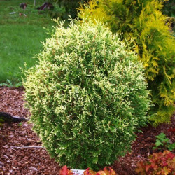 Саджанці туї Golden Pearl (Голден Перл)