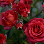 Саджанець троянди Чокочіно