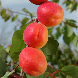 Саженцы абрикоса Меджик Кот