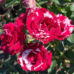 Саджанці троянди Флеш Найт