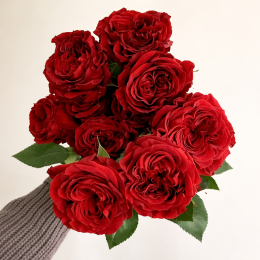 Саджанець троянди Ред Сенсейшн