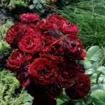 Саджанець троянди Ред Сенсейшн