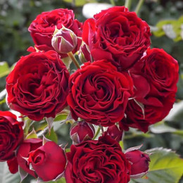 Саджанець троянди Ред Сенсейшн