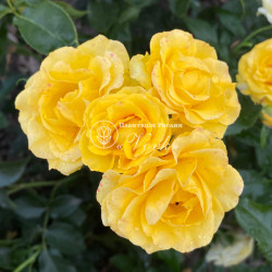 Саджанці троянди Жовта Лялька