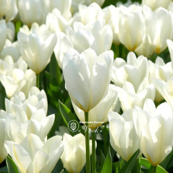 Цибулини тюльпану Purissima (White Emperor)