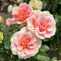 Саженцы розы Изис