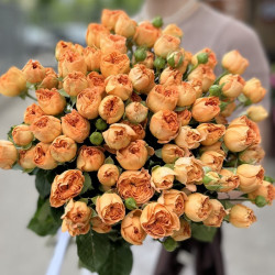 Саджанці троянди Оранж Трендсеттер