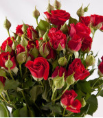 Саджанець троянди Ред Мікадо