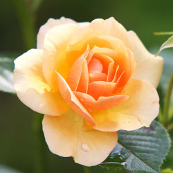 Саженцы розы Сюрприз