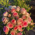 Саджанець троянди Дінара