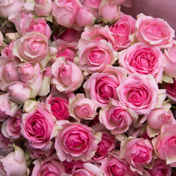 Саджанець троянди Дінара