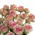 Саджанець троянди Дінара