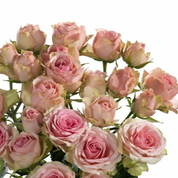 Саджанець троянди Дінара