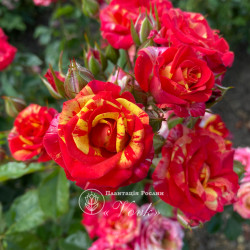 Саджанці троянди Фаєр Флеш