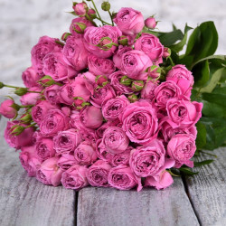 Саджанці троянди Місті Баблз