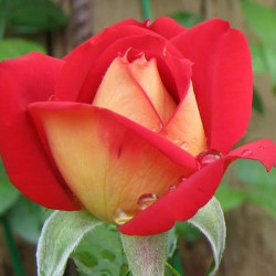 Саженцы розы Рубела