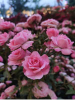 Саженцы розы Фурор