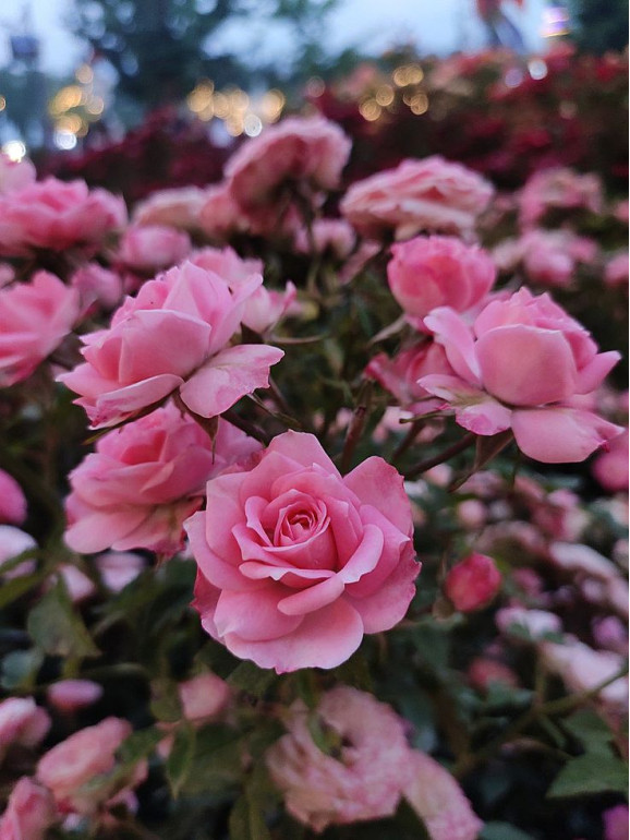 Саженцы розы Фурор