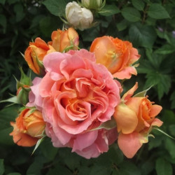 Саджанець троянди Вів'єн