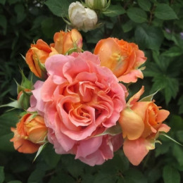 Саджанець троянди Вів'єн