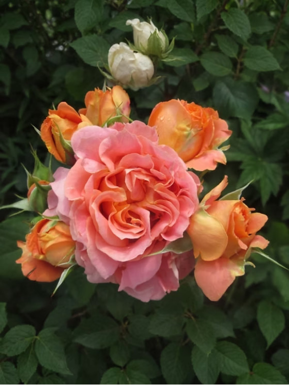 Саджанець троянди Вівіан