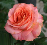 Саджанець троянди Вів'єн