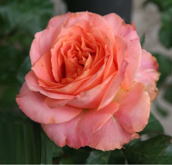 Саджанець троянди Вів'єн