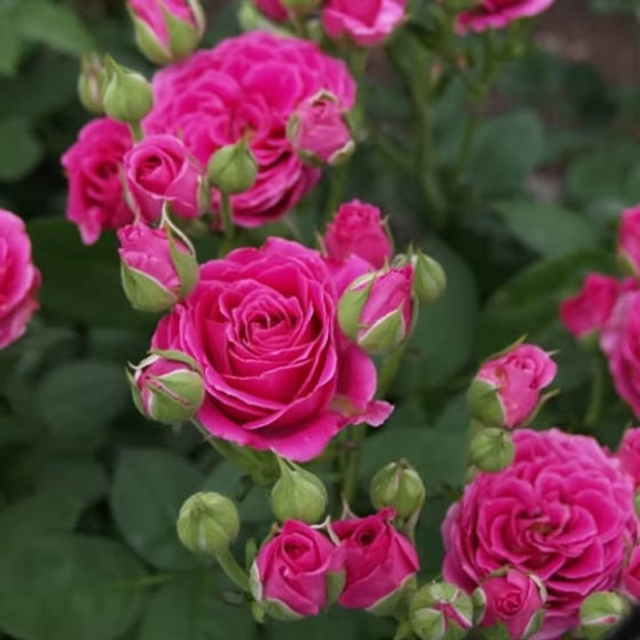 Саджанець троянди Бейбі Крімсон