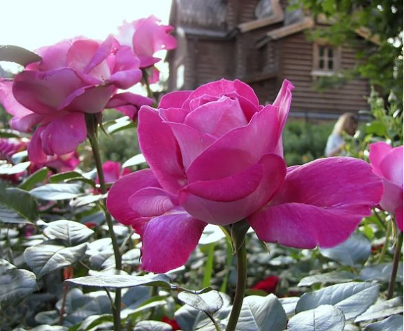 Саженцы розы Бейбі Крімсон