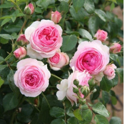 Саженцы розы Мини Эден