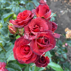 Саженцы розы Браун Шугар