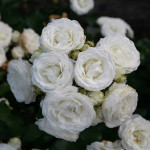 Саджанець троянди Морсдаг Вайт