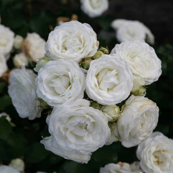 Саджанець троянди Морсдаг Вайт