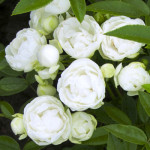 Саджанець троянди Морсдаг Вайт