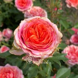 Саджанці троянди Тереса