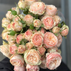 Саджанці троянди Джентл Трендсеттер