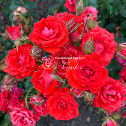 Саджанці троянди Мірабель