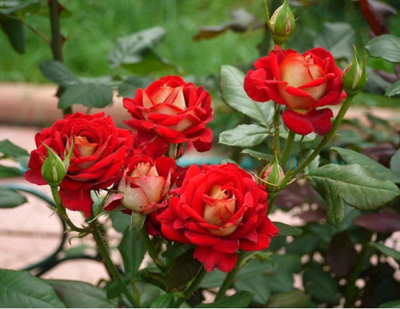 Саджанець троянди Рубела