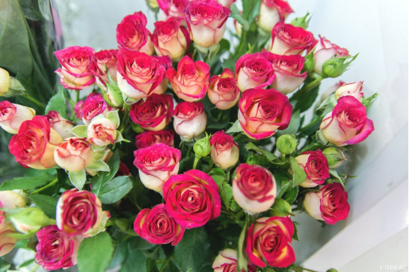 Саджанець троянди Рубела