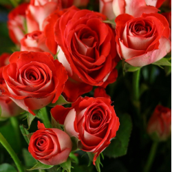 Саженцы розы Зодиак