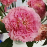 Саджанець троянди Белла Лінда Круелла