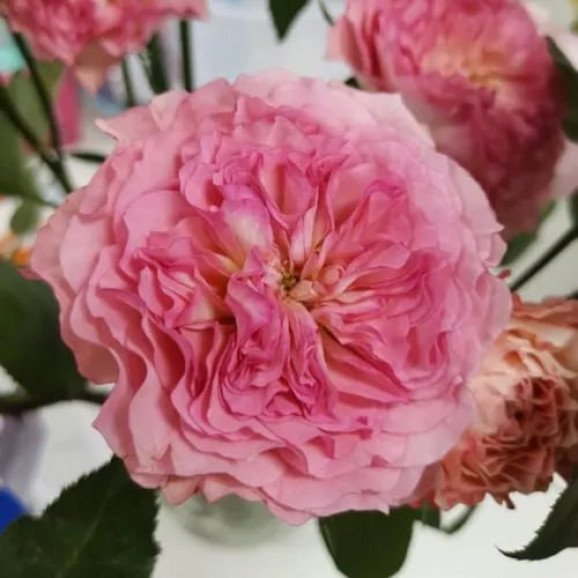 Саджанець троянди Белла Лінда Круелла