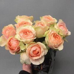 Саджанці троянди Гравіті