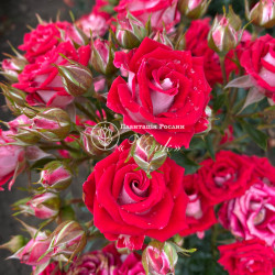 Саженцы розы Руби Стар