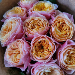 Саженцы розы Вуузела