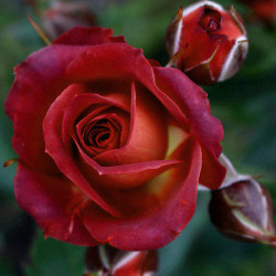 Саджанець троянди Чокочіно