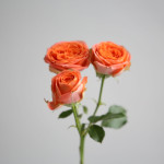 Саджанець троянди Джус Сенсейшн