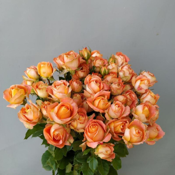 Саджанець троянди Джус Сенсейшн