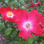 Саджанець троянди Дортмунд